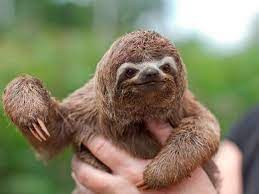 15 Insane Facts About Endangered Species Every Kid Parent Should Know Sloth Baby Sloth Animals