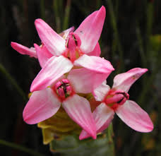 Image result for Penaeaceae