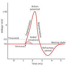 Refractory Period Physiology Wikipedia