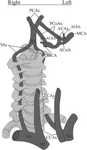 List major arteries and their distribution in the neck. The Most Common Status Of Some Main Arteries In The Neck And On The Download Scientific Diagram
