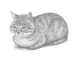How To Draw A Cat Loaf Position Video Step By Step Pictures Here presented 51+ cute shark drawing images for free to download, print or share. how to draw a cat loaf position video