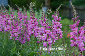Image result for Antirrhinum