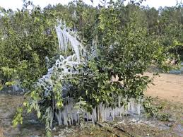 I have an owari satsuma mandarin orange tree that was covered with blossoms, but no fruit. Protect Young Satsuma Trees When Temperatures Drop Into The 20 S Panhandle Agriculture
