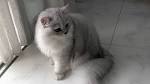 Adopt Shaded Silver Persian Kittens