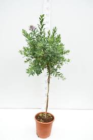 Image result for Polygala myriantha