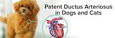 Visit pets & vets as partners in west lafayette, in and save 25% on your vet bill with a pet plan by pet assure. Veterinary Partner Vin