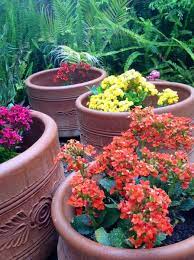 Pin On Container Gardens
