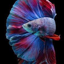 Pin On Betta Fish Tag