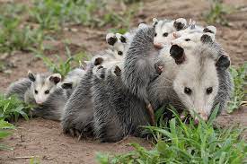 Virginia Opossum Didelphis Virginiana Baby Animals Opossum Animals Beautiful