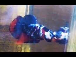 Cupang serit dan pembahasan menarik tentangnya. Ikan Cupang Hias Galaxy Multicolor Indonesia Betta Fish Hobby Youtube
