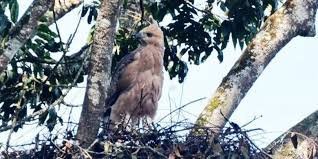 Di sisi lain elang jawa bisa berbagi wilayah dengan elang jenis lain. Usaha Untuk Melestarikan Elang Jawa