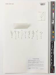 Image result for Linderniella wilmsii