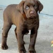 Kim Bemis (@musicalbegin)