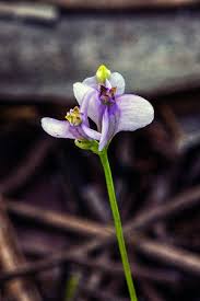 Image result for Burmannia