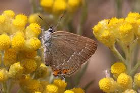 Image result for Satyrium compactum