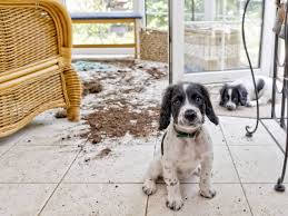 When Did Apology Start To Mean I M Sorry Merriam Webster