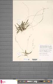 Image result for Bulbophyllum intertextum