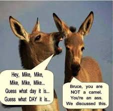 Case In Point Hump Day Humor Wednesday Humor Funny Pictures