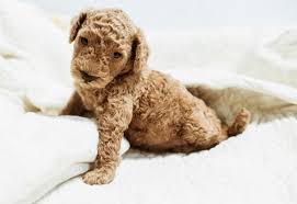 We are located in southern california, 20 minute's from disneyland. Help Goldendoodle Puppy Georgie Orange County Register