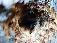 Being omnivorous they eat many different types of food, including plants and animals as well as. Carpenter Ant Wikipedia