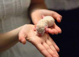 cherez skolko dnej otkryvayutsya glaza u kotyat beautiful kittens newborn animals newborn kittens
