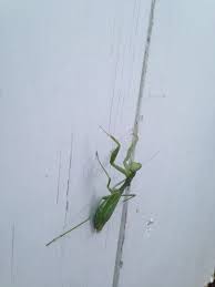 We did not find results for: Our Spiritual Insect Friend The Praying Mantis Sjma