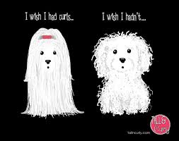 Tall N Curly Eternal Dissatisfaction Hair Curly Straight Bichons Dogs So True Curly Grow Black Hair Long Curly Hair Styles