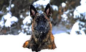 These playful, lovable german shepherd puppies grow into a powerful, intelligent, & protective dog breed. Sable German Shepherd Fun Facts History German Shepherd Country