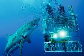 Rice is a common ingredient in many tasty dishes. The 5 Most Adventurous Things To Do In South Africa Great White Shark Cage Diving Get Up Close But Hopefully Not Too Personal With These Bad Boys By Shark Diving In