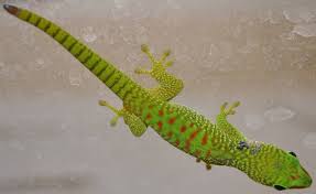 Baby Madagascar Giant Day Geckos W Nips Nicks For Sale