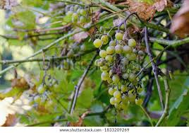 Image result for peronospora grapevine