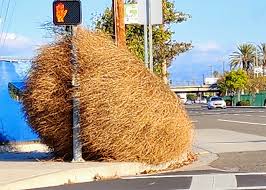 Large Tumbleweed Spotted at Western and Toyota Way