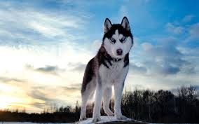 Check spelling or type a new query. Beautiful Husky Wallpapers Wallpaper Cave