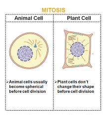 We did not find results for: Learn Differences Between Animal And Plant Cell Mitosis In 2 Minutes