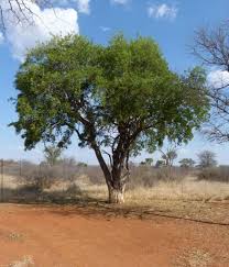 Image result for Maerua angolensis