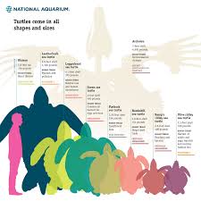 turtle comparison chart of endangered species infographic