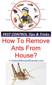 Although mice are abundant in residential homes throughout new jersey and pennsylvania, they are also one of the most several factors contribute to the price of services when it comes to pest control such as the cost of materials and the cost of the technician's physical. Rodent Control How To Get Rid Of Mice Outside Animal Pest Removal Pest Masters Best Way To Catch Mice Hon Termite Treatment Cost Mice Infestation Bee Removal