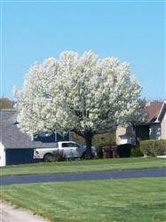 Come explore our wide selection in our sales yard located 10 minutes north of bradford between barrie and newmarket ontario. Ornamental Pear Fallout Purdue Extension