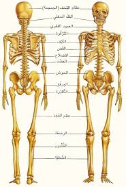 pin by pinkoo kitty on أسماء أجزاء جسم الإنسان