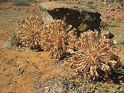 Image result for Brunsvigia