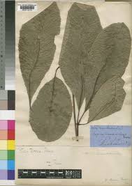 Image result for Vitex doniana