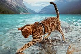 From wikipedia, the free encyclopedia. Bengal S Breathtaking Photos Will Fill You With Travel Envy Adventure Cats