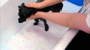 Firstly because of the essential oils in your dog's coat it does not need washing too. Baby Shampoo For Dogs Yes Or No Herepup