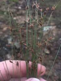 Image result for Bulbostylis hispidula