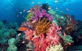 Maybe you would like to learn more about one of these? The Beautiful Colors Of Coral Reefs