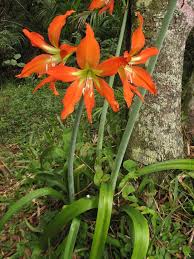 Image result for Hippeastrum puniceum