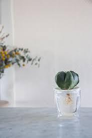 Molded by dry desert climates, they don't require much water or care and can survive extreme weather conditions. Faq Botanopia