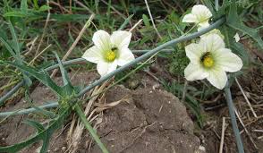 Image result for Coccinia sessilifolia