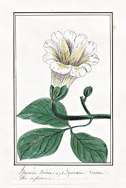 Image result for Ipomoea venosa