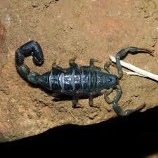 Image result for Urochloa pungipes